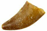 Serrated Raptor Tooth - Real Dinosaur Tooth #300847-1